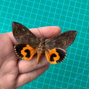 May include: A moth with brown and orange wings is shown. The wings have a dark brown base with orange and black patterns. The moth's body is a mix of brown and tan colours. The insect is held in a hand against a green background.
