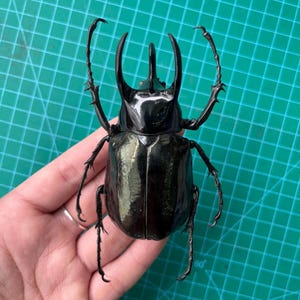 1 vrai scarabée rhinocéros à trois cornes empaillé, présentoir de collection d&#39;insectes préservés de scarabée de l&#39;Atlas, boucles d&#39;oreilles, fabrication de bijoux