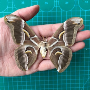 May include: A large brown and white moth with intricate wing patterns. The moth is held in a hand, showcasing its size.
