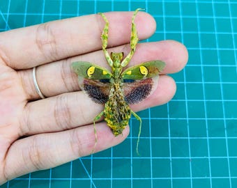 Jeweled Flower Mantis Specimens Taxidermy Preserved Bug Entomology Display, Decor, Earring Arts, Jewellery Making, Praying, Preying Mantis