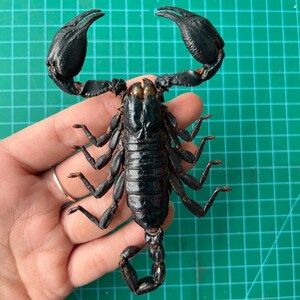 Może przedstawiać: Czarny skorpion z długim, zakrzywionym ogonem i szczypcami. Skorpion jest trzymany w dłoni osoby na zielonym tle.