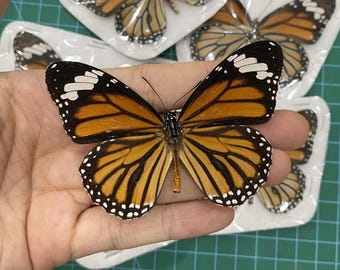 Real Orange Monarch Butterfly Specimen, Preserved Butterfly Taxidermy, Orange Butterfly Display, Oddities Entomology Collection
