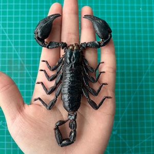 May include: A black scorpion with a long, segmented tail and eight legs. The scorpion is held in a person's hand.