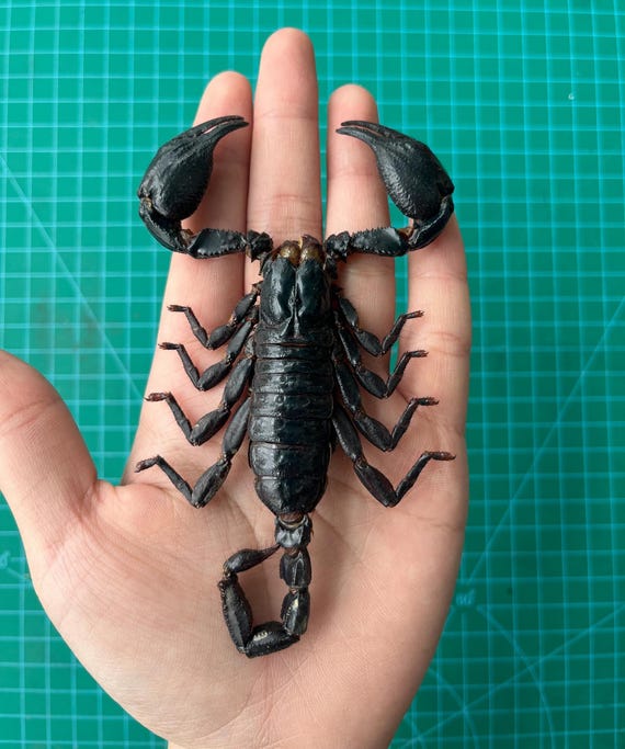 Real Scorpions Taxidermy, Dried Preserved Insect Beetle Bug Butterfly Moth Entomology Display