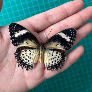 May include: A black, white, and cream butterfly with a spotted pattern on its wings. The butterfly is displayed on a person's hand.