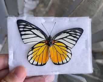 Ejemplar de mariposa disecada real, mariposa naranja, taxidermia con alas abiertas, exhibición de entomología, fabricación de joyas, arte de pendientes