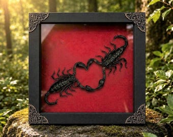 Real Black Scorpion Heart Shadow Box, Two Preserved Scorpions, Gothic Decor, Dark Academia Wall