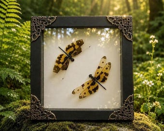 2 Dragonfly Frame Taxidermy Yellow Damselfly Pair, Insect Specimens, Gothic Decor, Oddities Curiosities