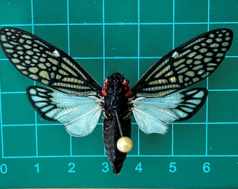 Real Tailanga Cicada Specimen: Preserved Insect for Entomology Display & Jewelry Making