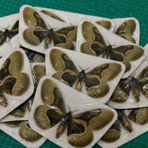 May include: A collection of preserved moths, each encased in clear plastic on a white backing. The moths have brown and tan patterned wings and dark bodies. The background is a green cutting mat.