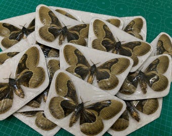Polilla búho real con alas abiertas, taxidermia, mariposa extendida, polilla gigante, entomología de insectos, exhibición, decoración, pendientes, arte, fabricación de joyas.