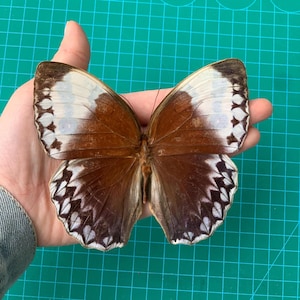 May include: A large brown and white butterfly with intricate patterns on its wings. The butterfly is spread out with its wings open.