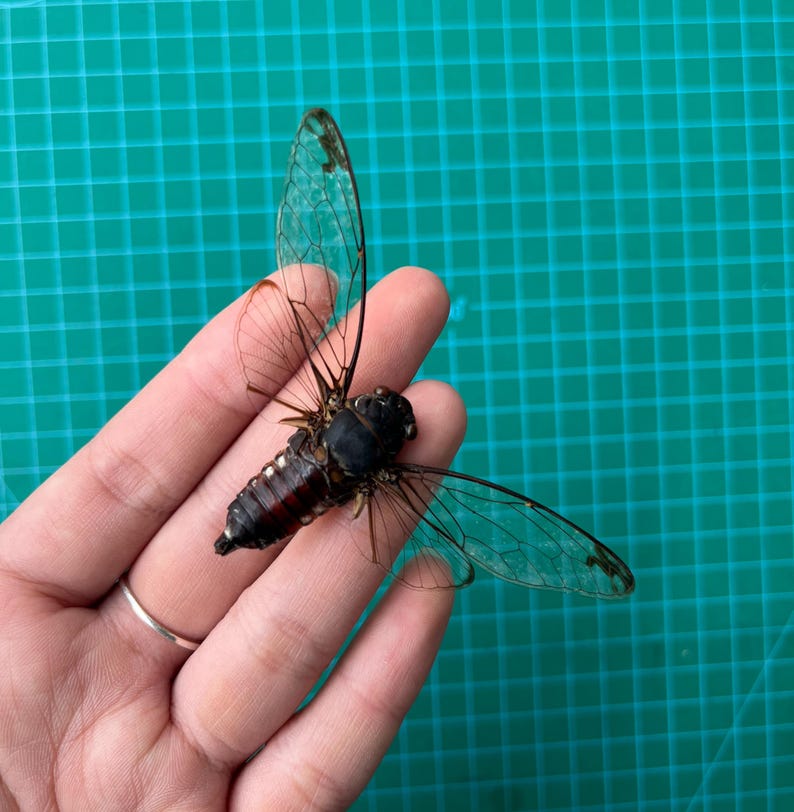 Presevred Insects Cicada Taxidermy Specimens, Preserved Insect Butterfly Moth Entomology ...