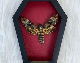 Vraie tête de mort mite dans un cadre de cercueil insecte séché spécimen bizarreries décor gothique collection taxadermie tenture murale art entomologie cadeaux