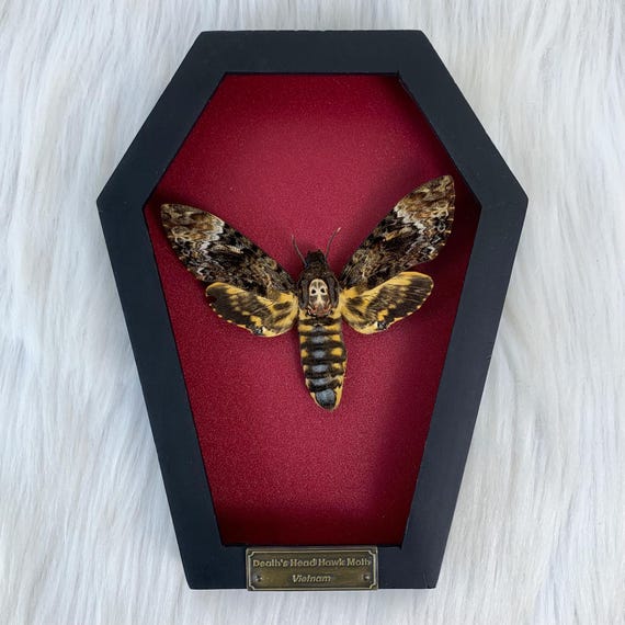 Real Death Head Moth in Coffin Frame Insect Dried Specimen Oddities Gothic Decor Taxadermy Collection Wall Hanging Art Entomology Gifts