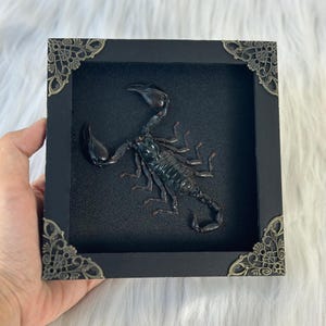 May include: A black scorpion preserved in a black frame with ornate gold corners. The scorpion is displayed on a black velvet background.