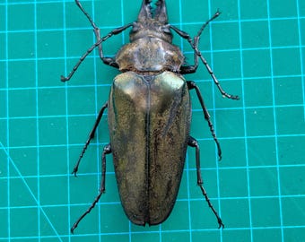 Giant Longhorn Beetle Specimen, Unmounted Dried Insect for Resin Art (Opened or Closed Wings)