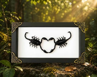 Taxidermey Scorpion Heart, Halloween Insect Frame, Gothic Decor, Romantic Scorpion Insect Frame