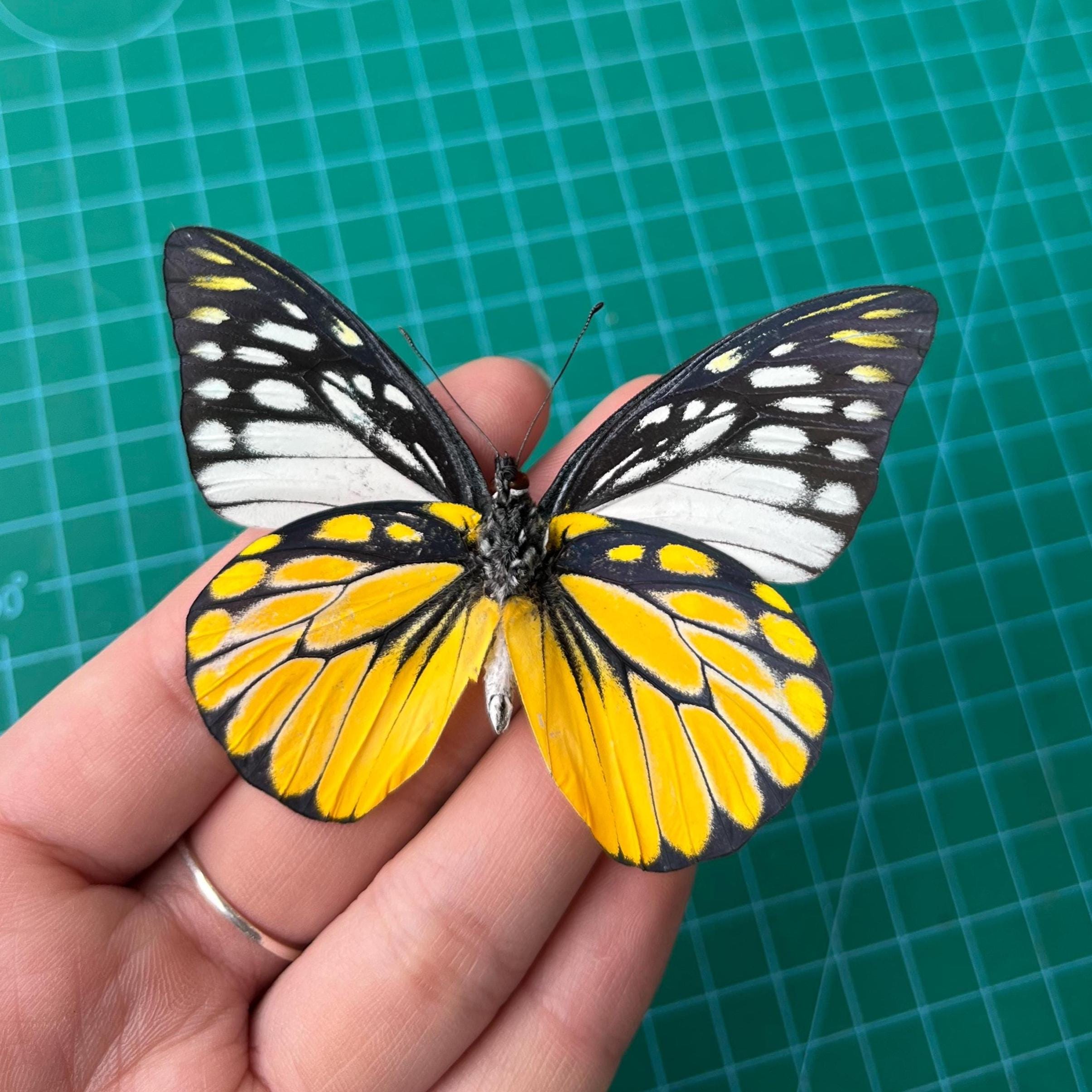 Real Butterfly Open Wings/ Closed Wings Taxidermy, Spread Mounted Moth Insect for Entomology Display, Decor , Earring Arts, Jewellery Making
