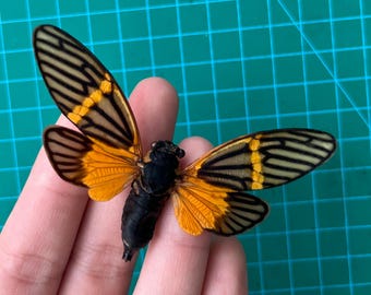 Cicada Specimens Taxidermy, Preserved Insect Butterfly Moth Entomology Display, Decor , Earring Arts, Jewellery Making