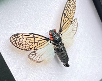 Ejemplar auténtico de cigarra Tailanga: Insecto conservado para exhibición entomológica y elaboración de joyas.