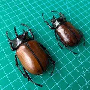 1 Real Five Horned Rhinoceros Beetle Taxidermied, Insect Beetle Preserved Bug Collection Display , Frame Art Entomology Nature Collecting