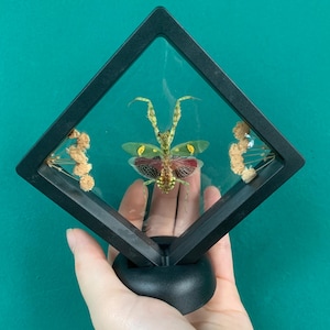 May include: A preserved praying mantis with green and red wings is displayed in a black diamond-shaped frame with a black stand. The mantis has yellow eyes and is surrounded by dried flowers.