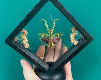 Framed Jeweled Flower Mantis: Real Beetle Oddities Display