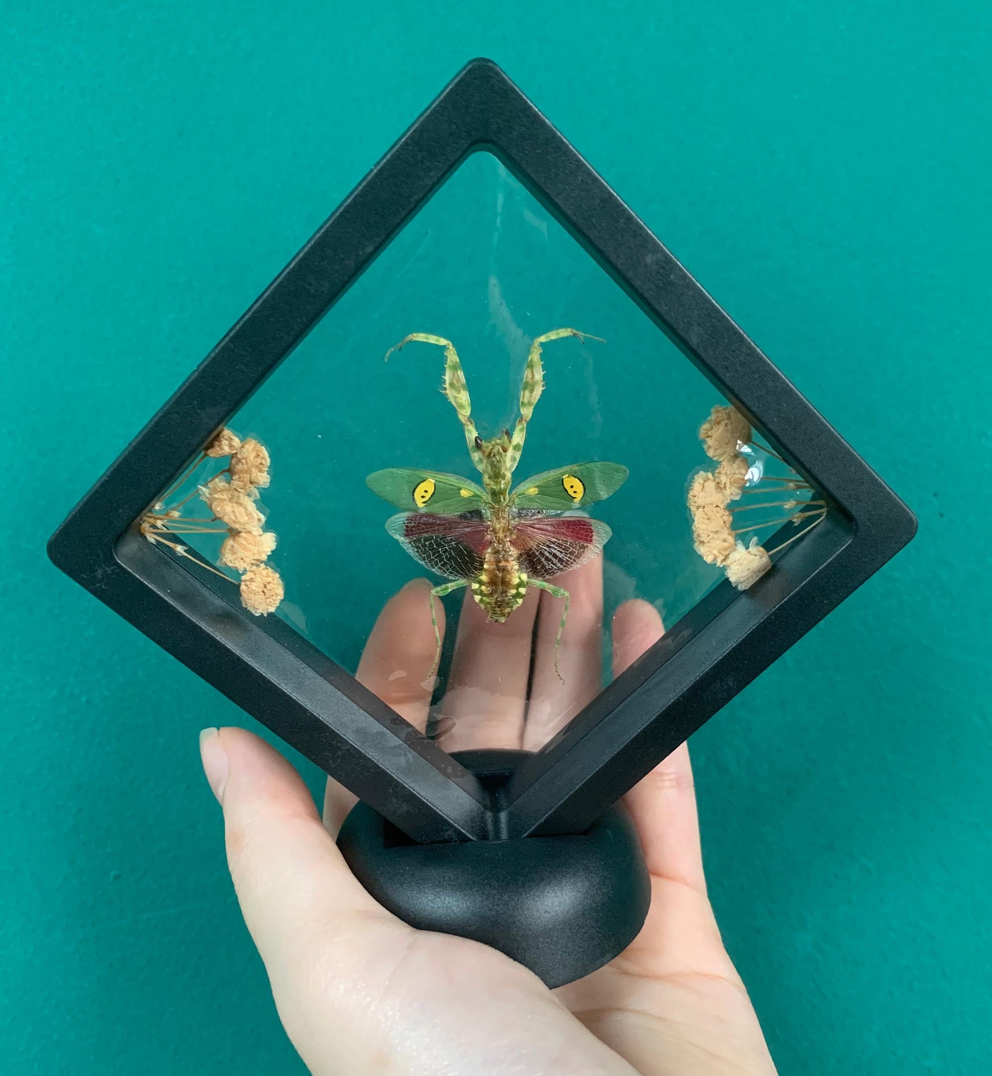 Gold Praying Mantis - Etsy