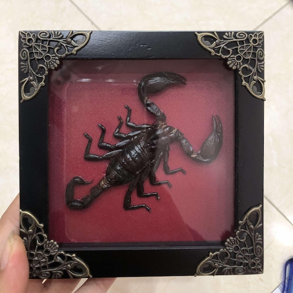 Framed Scorpion Taxidermy: Dried Insect Specimen, Shadow Box Wall Decor