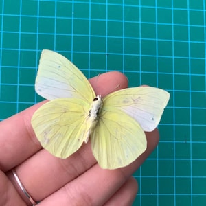 Real White Butterfly Specimen: Entomology Display, Jewelry Making