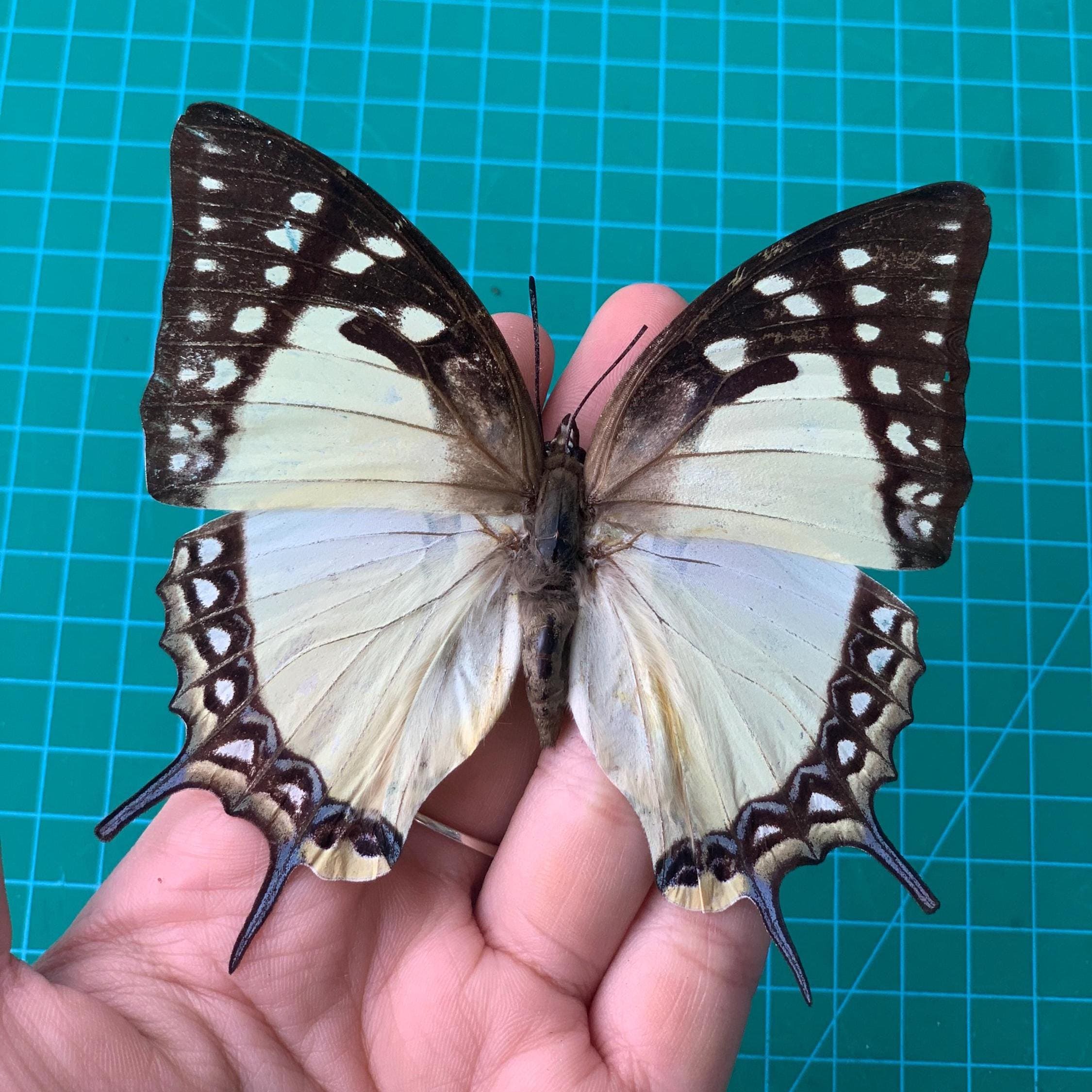 Real Spread Butterfly Open Wings/ Closed Wings Taxidermy, White Butterfly Insect Entomology Display, Decor, Jewellery Making