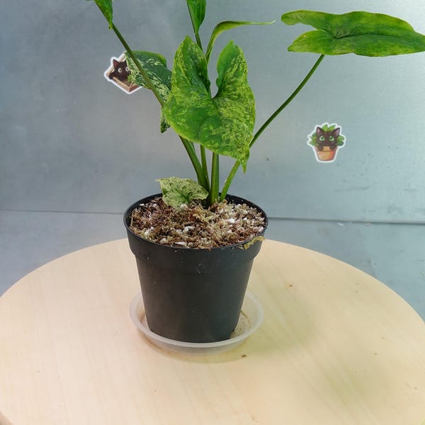 syngonium mottled