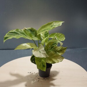 elefantenohr zimmerpflanze Elefantenohr (Alocasia portodora) kaufen