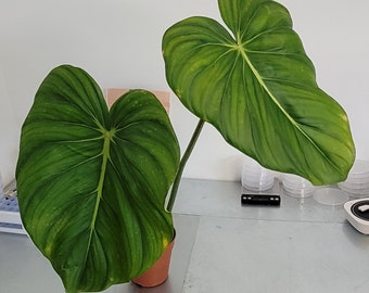 Philodendron Gloriosum