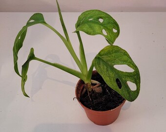 Monstera adansonii Mint