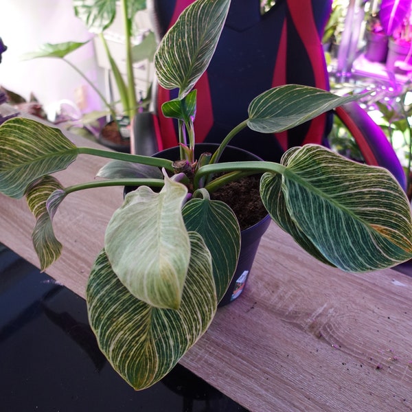 Philodendron ‘Birkin’