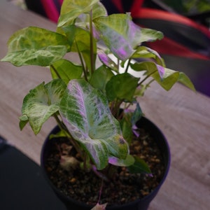 Syngonium podophyllum