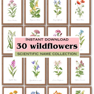 30 wildflower posters, botanical images, flower scientific name, wall art, minimlaist elegant, flowers, tulips, lavendar, lilies, classroom