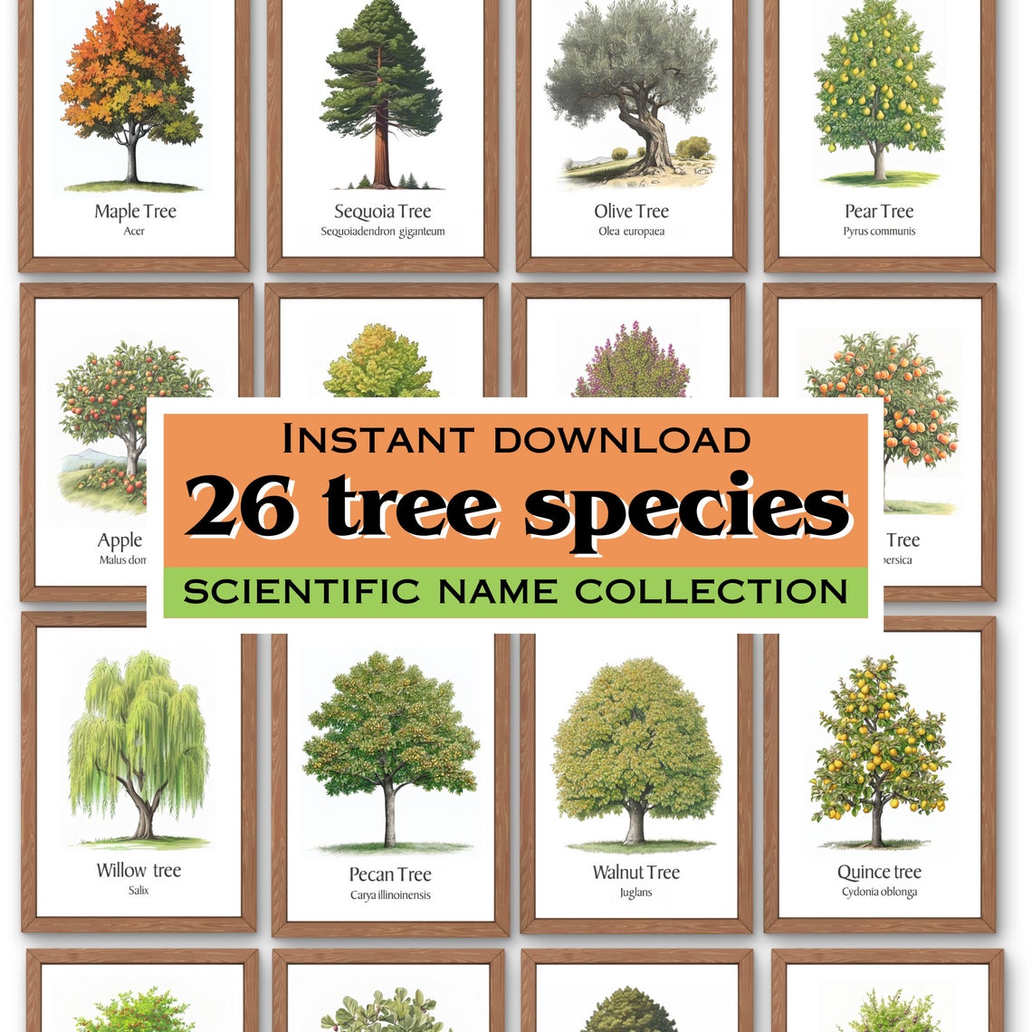 26 Tree Species With Name and Scientific Name, Botanical Wall Art ...