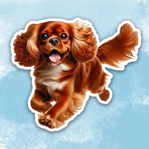 Peut inclure: Un chien Cavalier King Charles Spaniel brun et blanc avec de longs poils flottants court la langue tirée. Le chien est en plein vol et ses pattes ne touchent pas le sol.