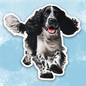 Puede incluir: Un perro Springer Spaniel negro y blanco con orejas caídas corre hacia la cámara con la lengua fuera.