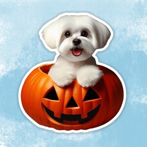 Maltese sticker Halloween, Maltese hond in een pompoen Waterflessticker, laptopsticker