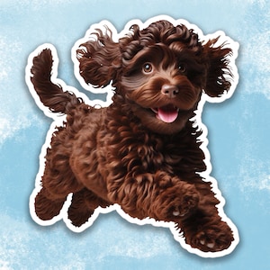 May include: A brown curly-haired dog with a happy expression runs towards the camera with its tongue sticking out.