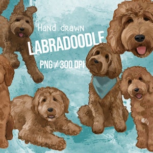 MAIN DRAWN Labradoodle Clipart bundle, Golden doodle Illustration Dog clipart, Dog png
