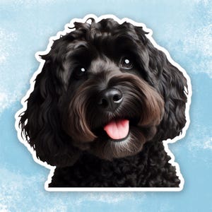 May include: A black curly-haired dog with a happy expression, tongue sticking out, looking up and to the right.