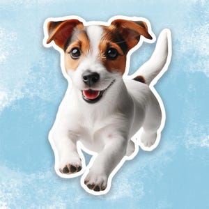 May include: A white and brown Jack Russell Terrier puppy with brown eyes and a happy expression is running towards the camera.