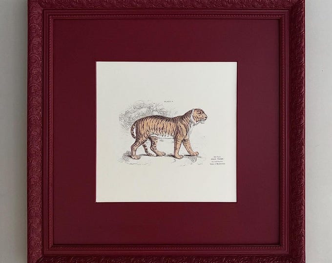 Featured listing image: Vintage ‘Felis Tigres’ [The Tiger] Art Print with Hand-Painted Frame & Mount | Bespoke Animal Wall Decor | Unique Gift for Wildlife Lovers