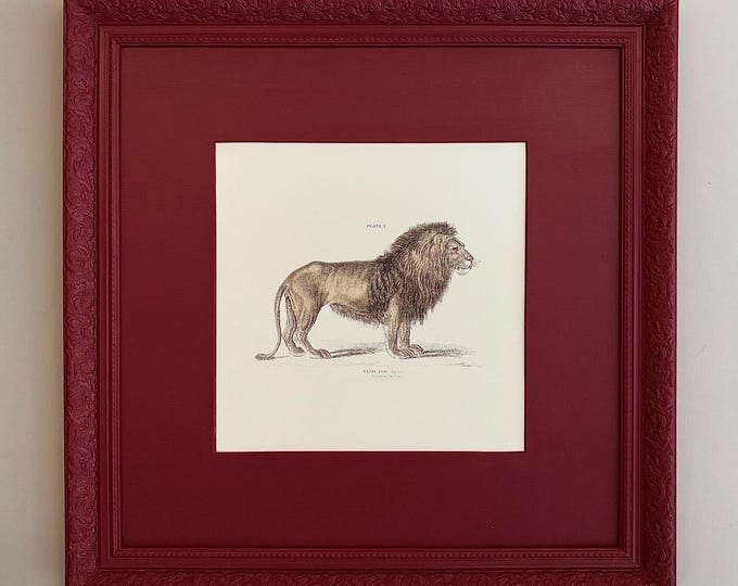 Featured listing image: Vintage 'Felis Leo [The Lion]' Art Print with Custom Painted Frame & Mount | Bespoke Animal Wall Decor | Unique Gift for Wildlife Lovers