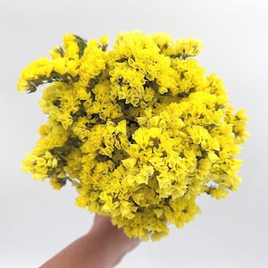 May include: A vibrant bouquet of yellow statice flowers, held against a white background. The flowers are densely packed, showcasing a bright, sunny color. The image focuses on the floral arrangement, highlighting its texture and form.